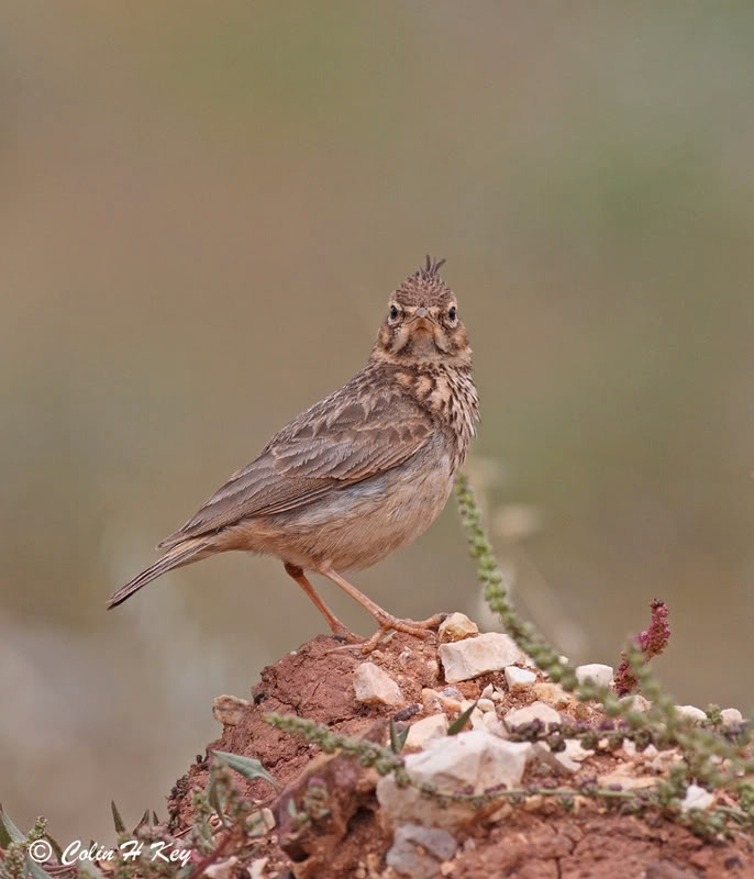 Galerida cristata 0C0J5966