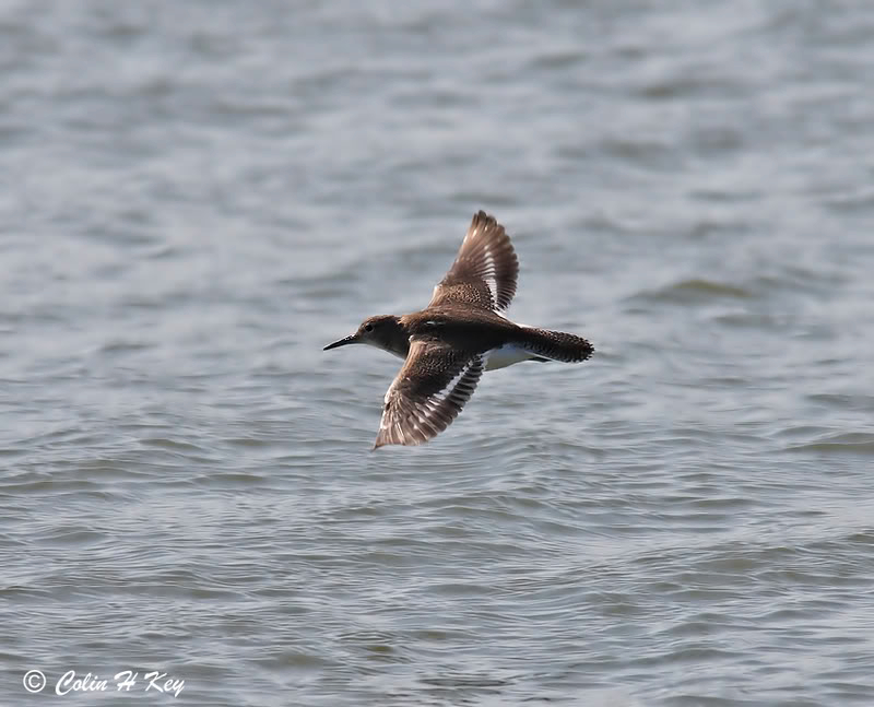 Maçarico-das-rochas "in flight". 0C0J7024