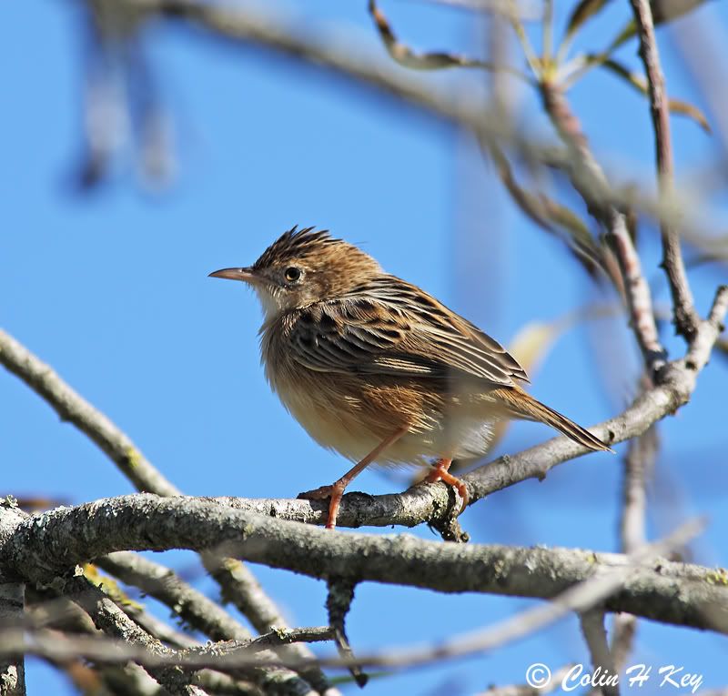 Cisticola juncidis 0C0J7488