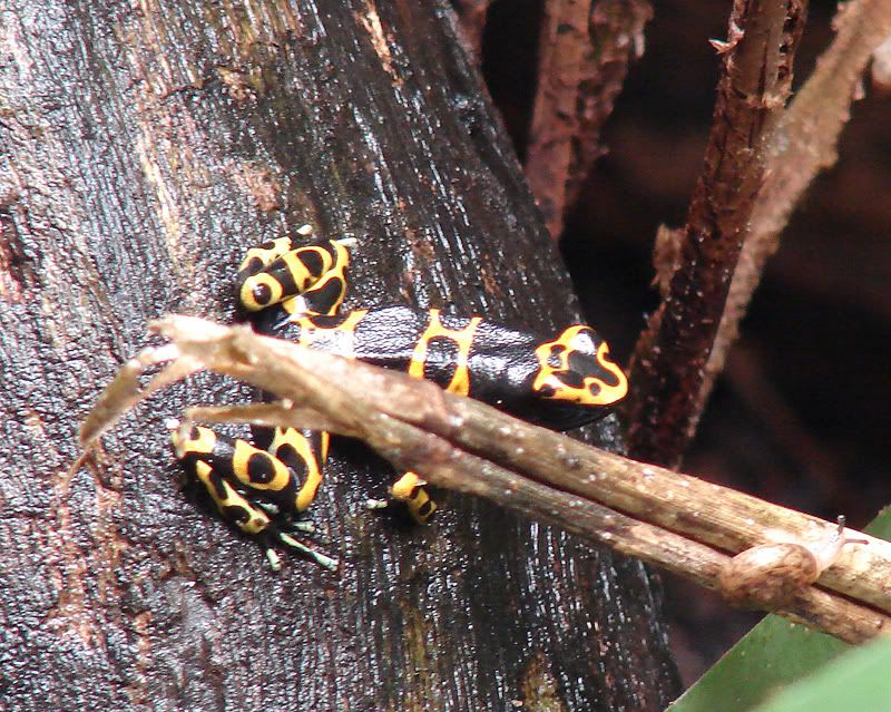 More Zoo rep's DSC00800