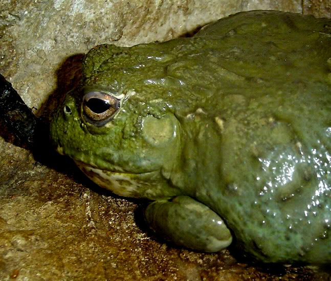 More Zoo rep's Africanfrogbb