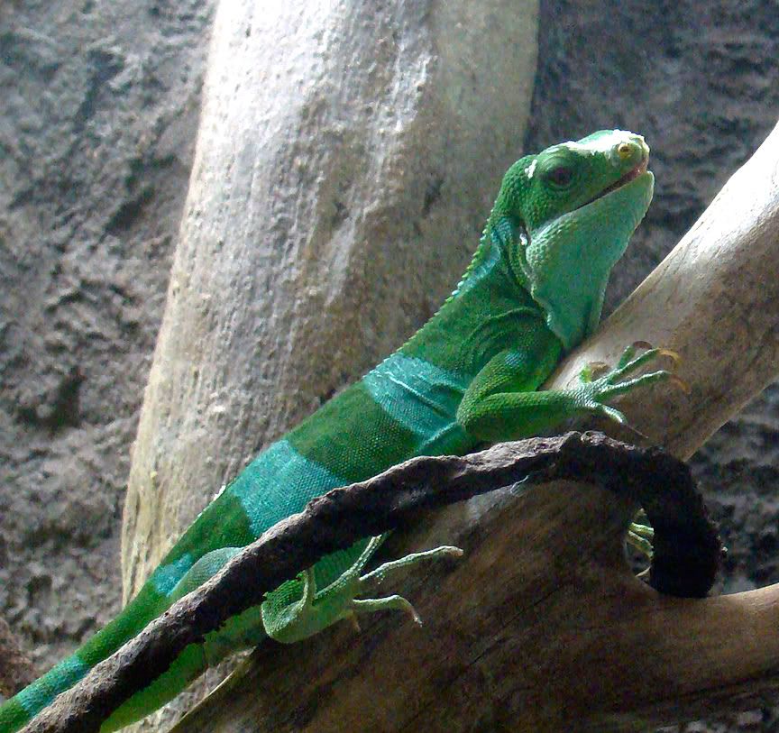 Mohawk Zoo Reptiles... DSC02361