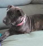 Heres my new baby girl 9 weeks tomorrow Th_IMG_6166