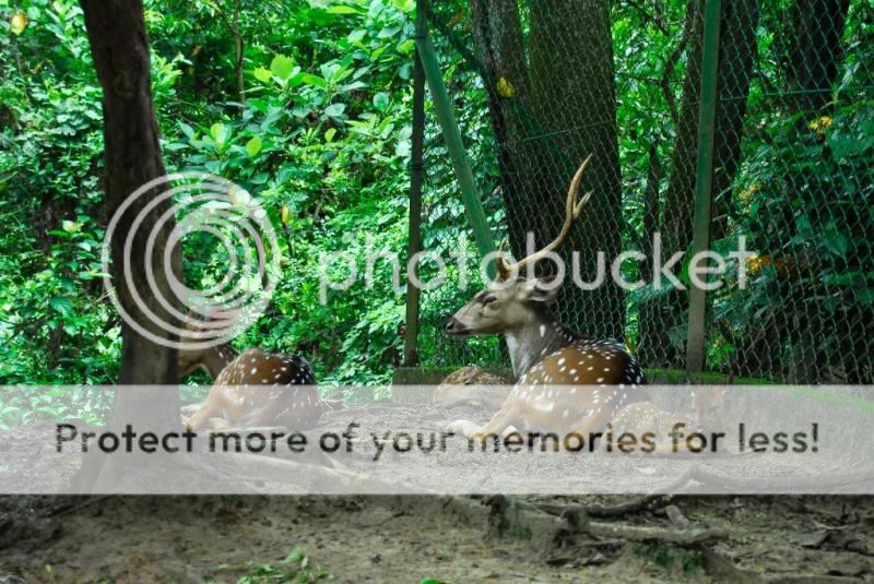 Lok Kawi Wildlife Park, Sabah _DSC0021