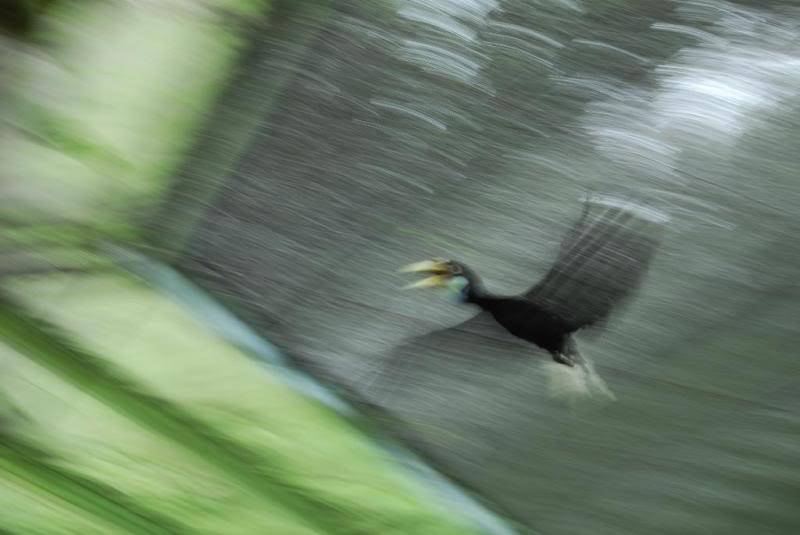 Lok Kawi Wildlife Park, Sabah _DSC0039