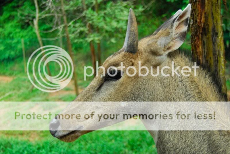 Lok Kawi Wildlife Park, Sabah _DSC0060