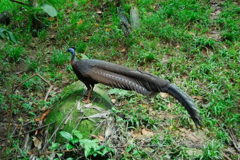 Lok Kawi Wildlife Park, Sabah _DSC0081