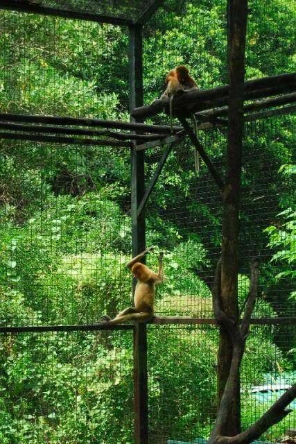 Lok Kawi Wildlife Park, Sabah _DSC0102