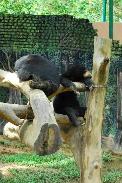 Lok Kawi Wildlife Park, Sabah _DSC0127