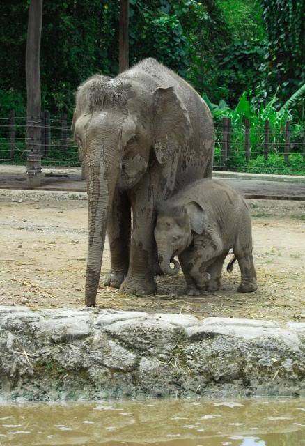 Lok Kawi Wildlife Park, Sabah _DSC0141-1