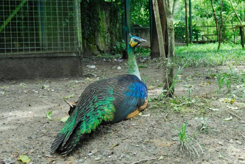 Lok Kawi Wildlife Park, Sabah _DSC0149