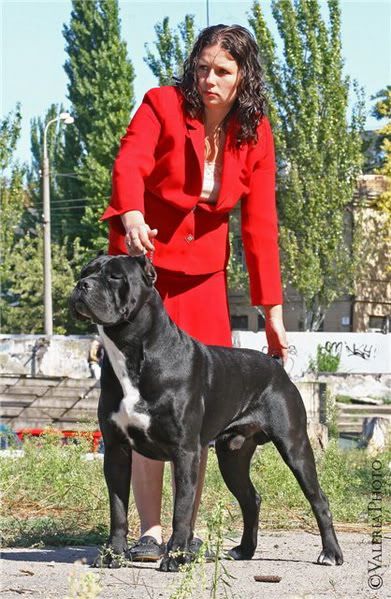 CANE CORSO 22ab3c14a171viktorstrajano