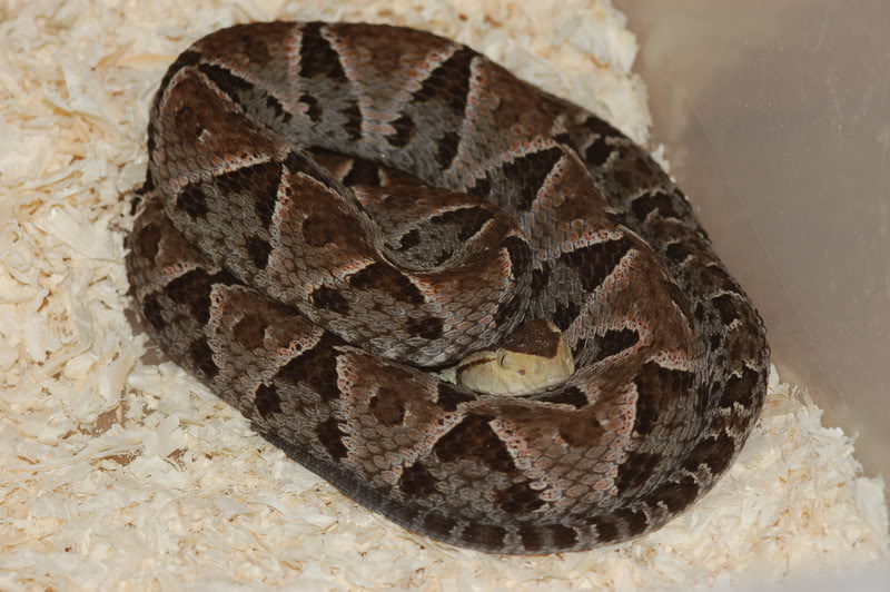 Bothrops sp Basper01