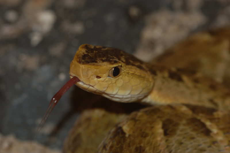 Bothrops sp DSC_0022-1