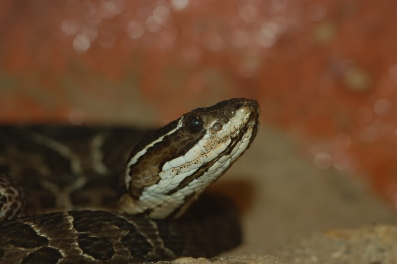 Bothrops sp DSC_0024