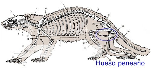 El hueso peneano y los accidentes ligados a el. Huso_zpsa4664b92