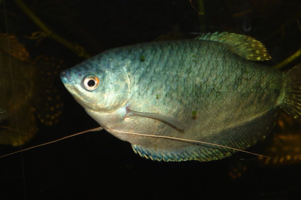 my gouramis DSC02076-Copy