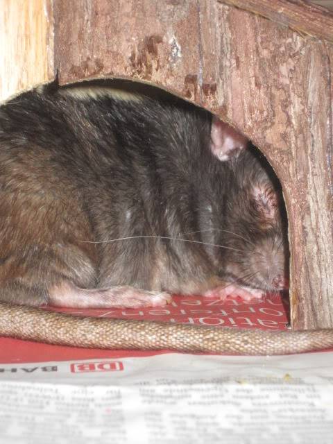 viel zu dicke Ratten IMG_1905