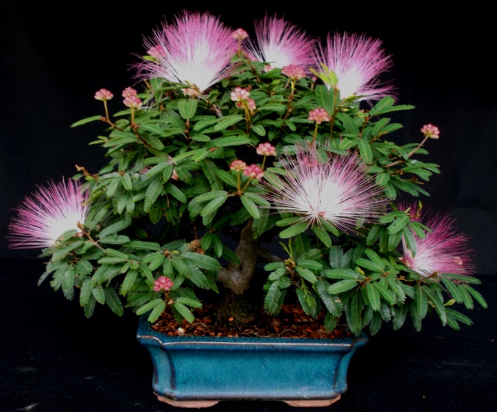 CALLIANDRA 008-2