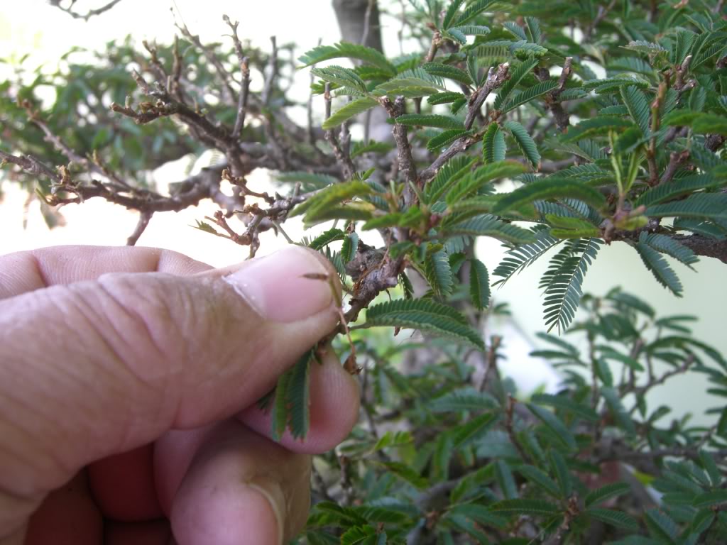 Desfolha de Calliandra 012