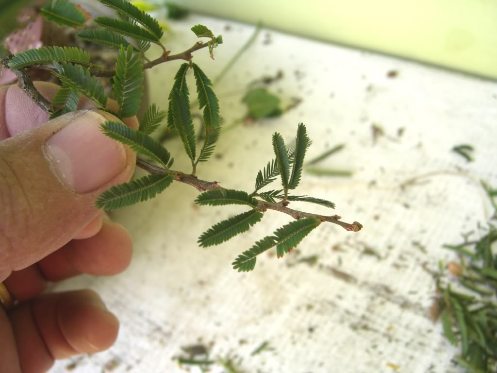 Desfolha de Calliandra 014