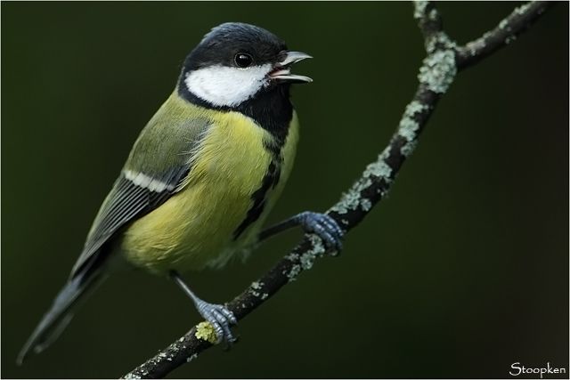 Woluwe St. lambert, mes observations Vogels-046