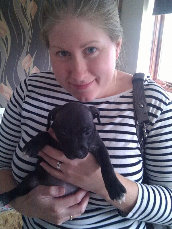 2 weeks til we get our staffy puppy! Dora