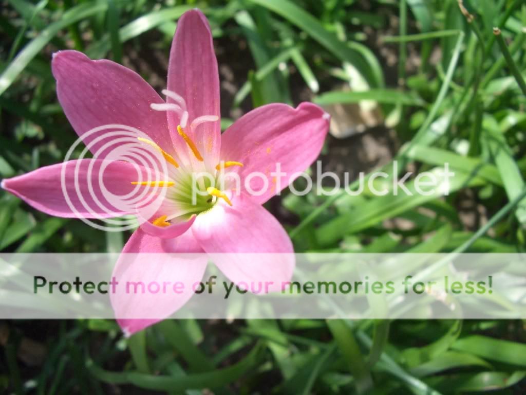 tuyển tập hoa do mình chụp bằng đt CIMG2218