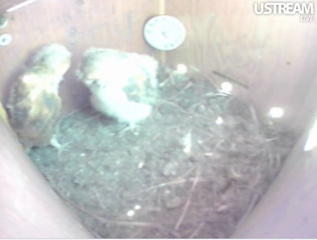 Buddy & Fluffy   2nd Clutch Consists of 3  Foster Owlets of Different ages.. FluffyBuddy