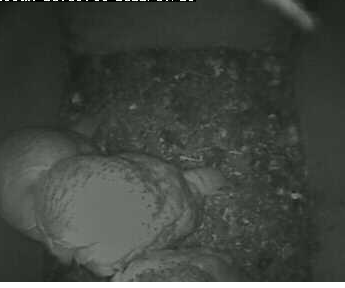 Lincolnshire Barn Owl Project        (UK)    3 Banded Owlets  Aahthecornermeetingneverseenatanyboxthemeetinginthiscorner