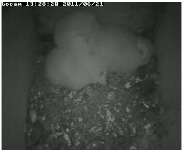 Lincolnshire Barn Owl Project        (UK)    3 Banded Owlets  Allpeacefulinlincsbirdclub