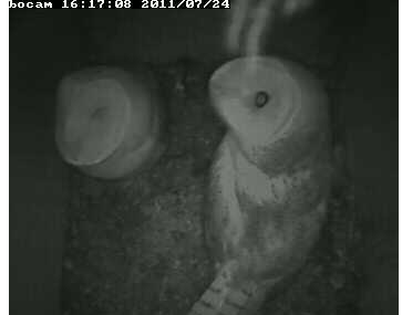 Lincolnshire Barn Owl Project        (UK)    3 Banded Owlets  Eyeonsomething