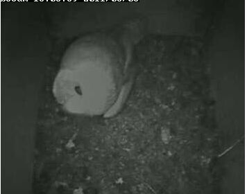 Lincolnshire Barn Owl Project        (UK)    3 Banded Owlets  Eyingus