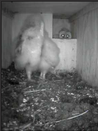 NestKastLIVE  New Owlets  (Dutch)  Gottaluvethepeekabooz