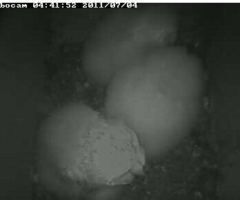 Lincolnshire Barn Owl Project        (UK)    3 Banded Owlets  Puffballz