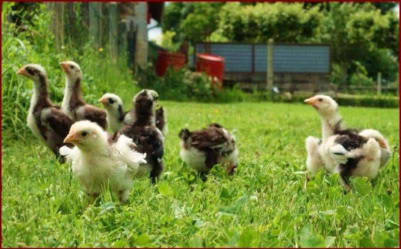 Poussins Orpington presque chocolat caillouté DSC00602