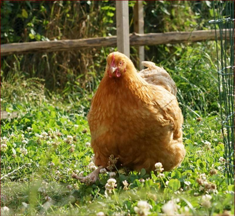 Poussins Orpington presque chocolat caillouté - Page 3 DSC05191