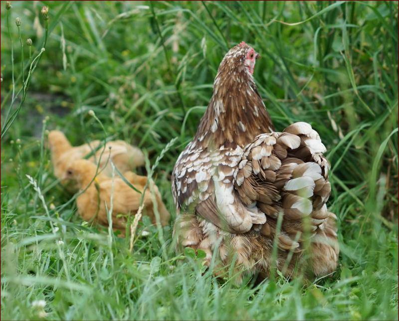 Poussins Orpington presque chocolat caillouté - Page 3 DSC05215