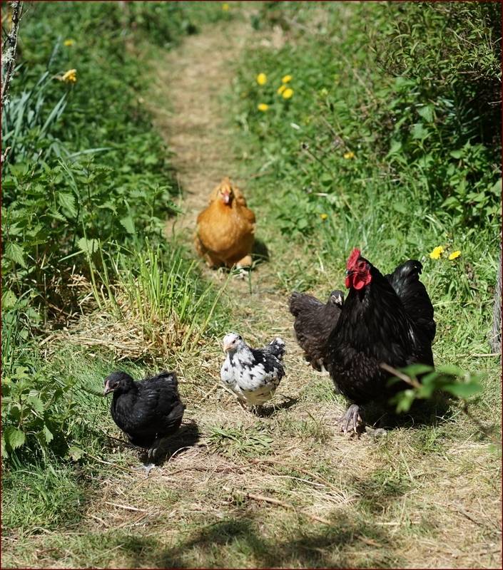 Poussins Orpington presque chocolat caillouté - Page 5 DSC08787