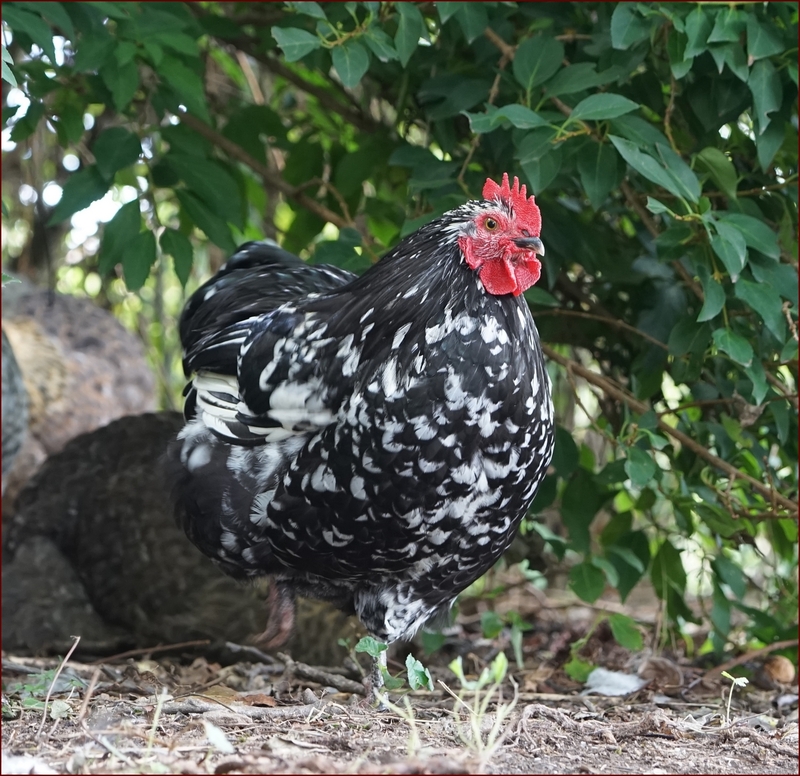 Vends poules et coqs orpington nain de plein de couleurs Black