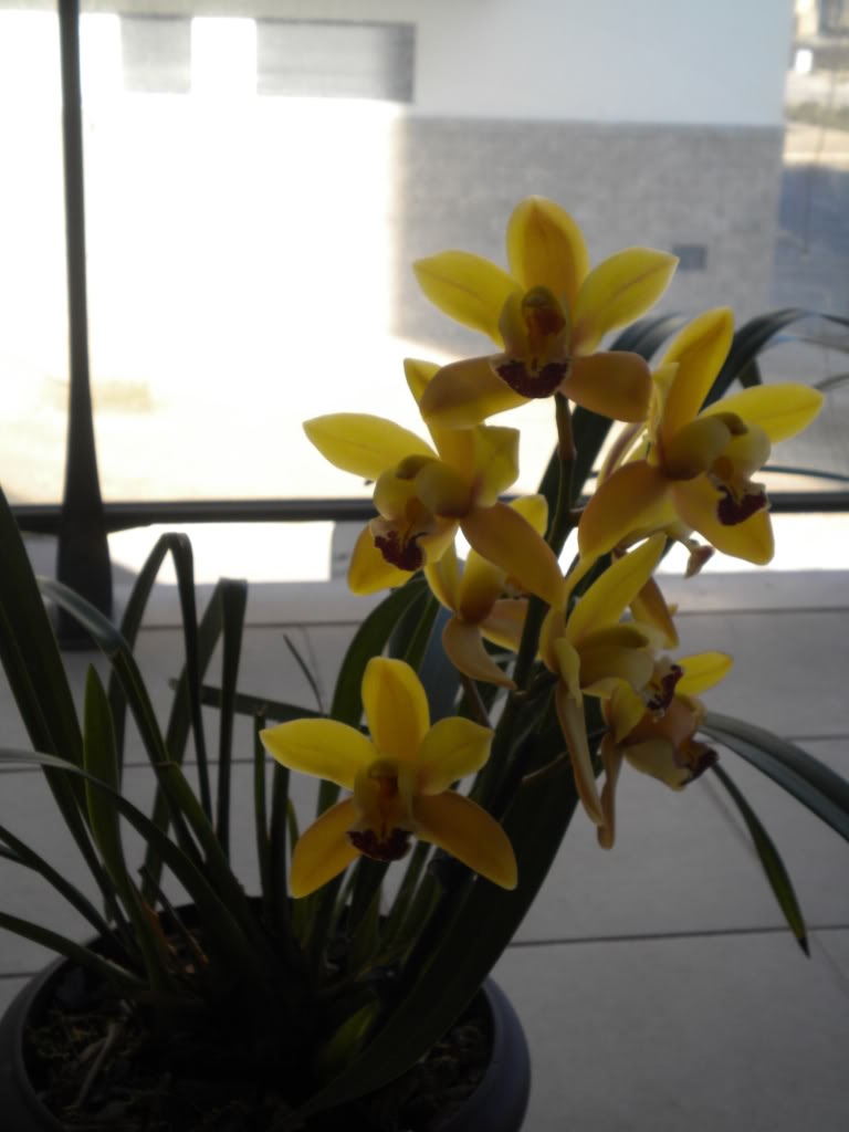 Orquideas floridas Outono/Inverno 211