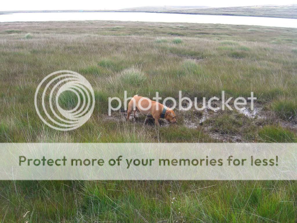 Pics from Blackstone Edge today Bedge003