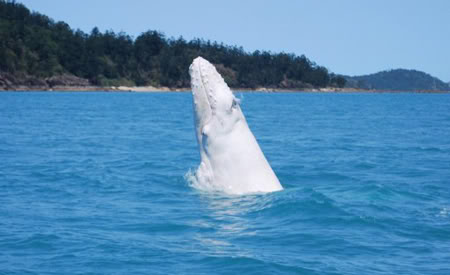 Cá voi trắng quý hiếm xuất hiện tại Australia   Ca-voi-trang-0