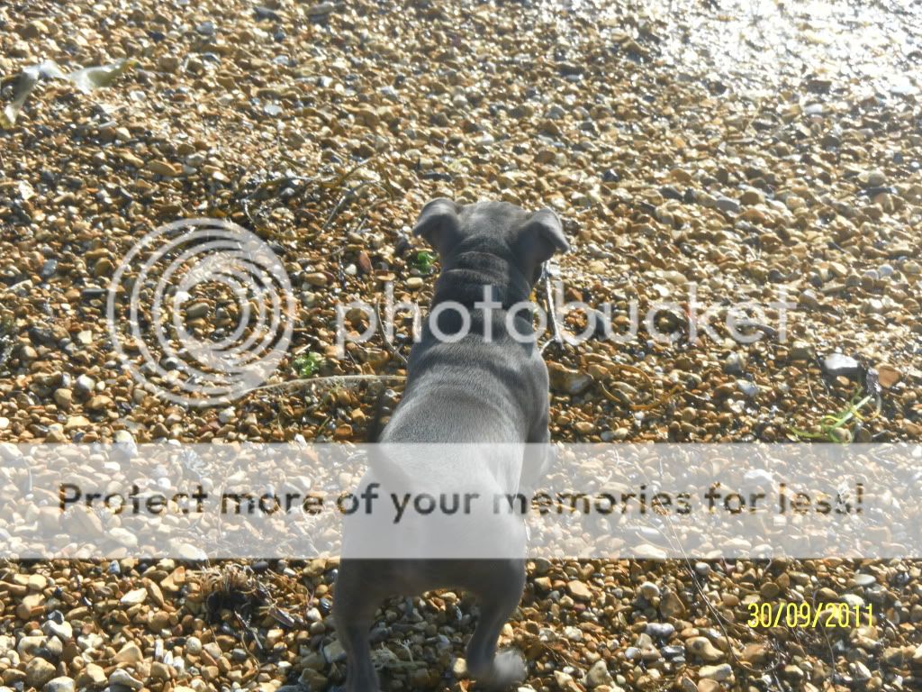 Rommel at the Beach (Pic Heavy!) SAM_1405