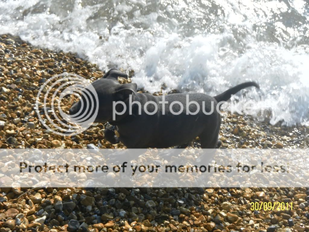 Rommel at the Beach (Pic Heavy!) SAM_1410