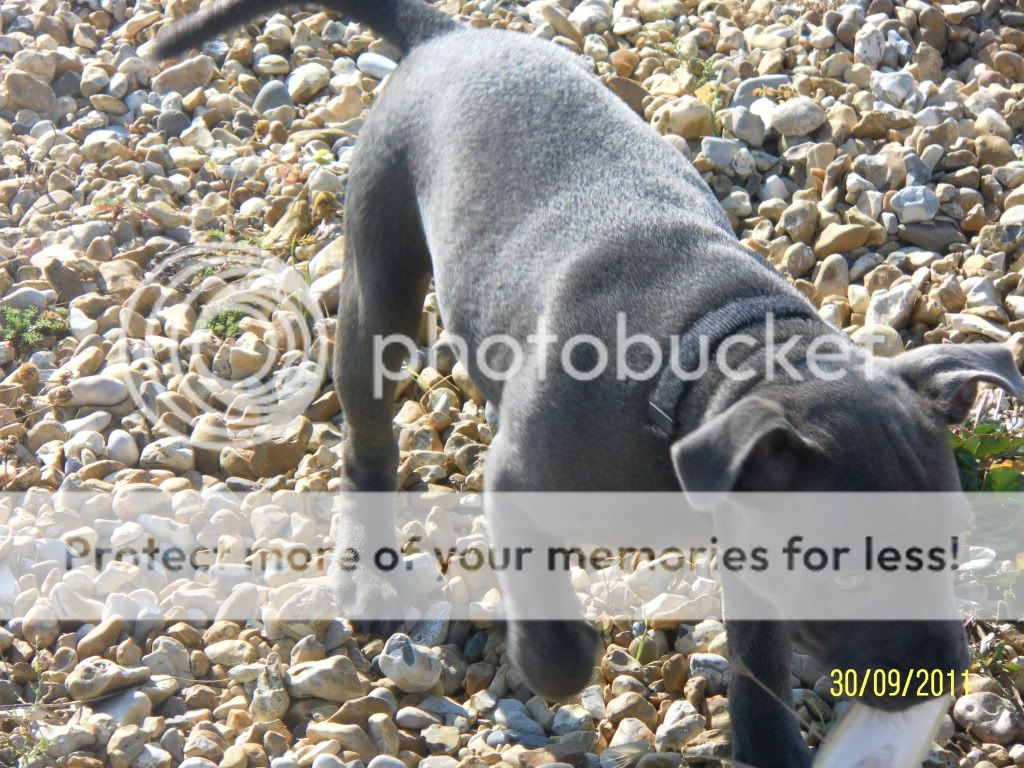 Rommel at the Beach (Pic Heavy!) SAM_1424