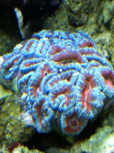 Pic of my acan 25260032