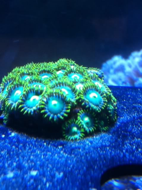 Pic of my acan 38bab1ba