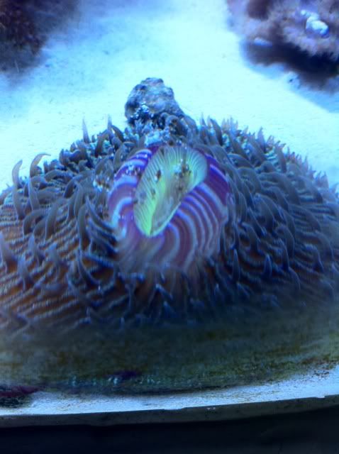 Pic of my acan 3e3f4999