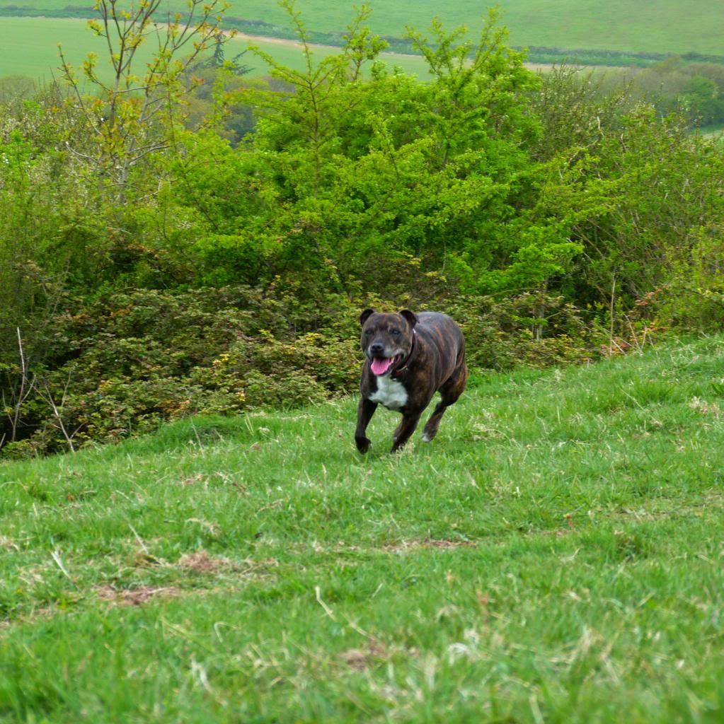 sash's run up the downs P1010024_zpsd6bfaa0e